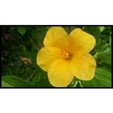 Serada Decor Plant 3 Adet Sarı Japon Gülü Fidani 60CM