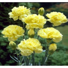 Serada Decor Plant Sarı Karanfil Çiçeği Fidanı Saksılı Kokulu 15-25CM