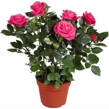 Serada Decor Plant - Canlı Yediveren Pembe Bodur Gül Fidanı (Salon Gülü)