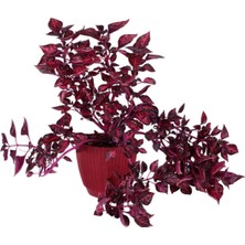 Serada Decor Plant Çingene Şalvarı