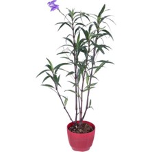 Serada Decor Plant Meksika Petunyası – Ruelya - Saksı'da (Ruellia)