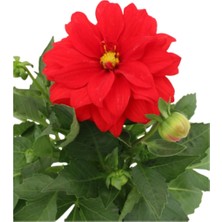 Serada Decor Plant Dahlia - Yıldız Çiçeği - Dalya Bitkisi Kırmızı Renk Dış Mekan Balkon Bahçe Peyzaj