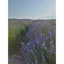 Serada Decor Plant 10 Adet Açık Köklü Intermedia Lavanta Fidesi Fidanı