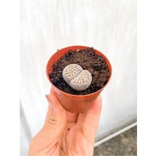 Serada Decor Plant Taş Kaktüs Lithops 5.5 cm Saksıda