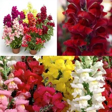 Serada Decor Plant Karışık Renk Aslan Ağzı Çiçeği  Fidesi 10 Adet 5CM-15CM