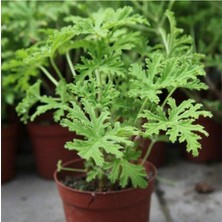 Serada Decor Plant  Serada Decor&plant Saksılı Itır Fidanı Fidesi Gül Kokulu 10-20 cm ITIR001