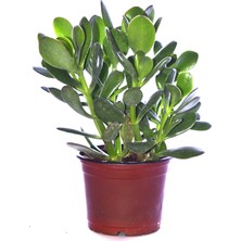 Serada Decor Plant Para Ağacı Çiçeği Yeşim Bitkisi Crassula Ovata Fidanı Dolgun 20-25CM