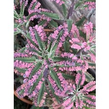 Serada Decor Plant Pembe Aşkın Gözyaşı Kaktüs ve Sukulent  (Pink Butterflies Kalanchoe) 5.5 Saksı