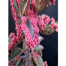 Serada Decor Plant Pembe Aşkın Gözyaşı Kaktüs ve Sukulent  (Pink Butterflies Kalanchoe) 5.5 Saksı