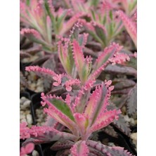 Serada Decor Plant Pembe Aşkın Gözyaşı Kaktüs ve Sukulent  (Pink Butterflies Kalanchoe) 5.5 Saksı