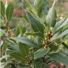 Serada Decor Plant Defne Fidanı