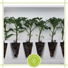 Serada Decor Plant Salkım Domates Fidesi Bol Verimli