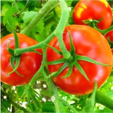 Serada Decor Plant Aşırı Döken Oturak Domates Fidesi-5 Adet Bol Verimli