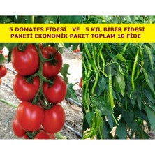 Serada Decor Plant Domates Fidesi ve Kıl Biber Fidesi Karışık Paket 5 Domates 5 Kıl Biber Toplam 10 Fide Çitil Ekonomik