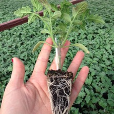 Serada Decor Plant Domates Fidesi ve Kıl Biber Fidesi Karışık Paket 5 Domates 5 Kıl Biber Toplam 10 Fide Çitil Ekonomik