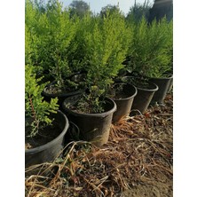 Serada Decor Plant Limon Selvi Çam 10 Adet Kokulu  (Cupressus Macrocarpa Goldcrest) Saksılı 40-50 cm