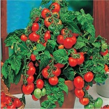 Serada Decor Plant Saksılık Bonsai Çeri Domates Fidesi (5 Adet) Bol Verimli