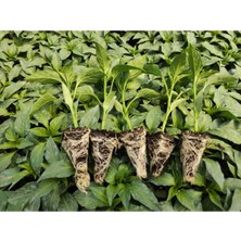 Serada Decor Plant Tatlı Kıl Biber Fidesi Yerli Tohum 10 Adet Domates Tohumu 10 Adet