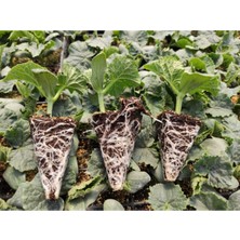 Serada Decor Plant Hıyar Salatalık Fidesi Yerli Tohum (Ata Tohum) 10 Adet Bol Verimli