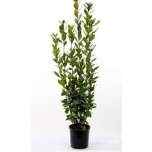 Serada Decor Plant Defne Fidanı