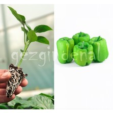 Serada Decor Plant Dilber F1  Biber Fidesi 10 Adet