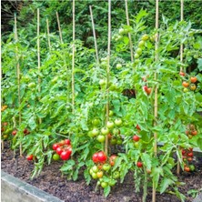 Serada Decor Plant Sırık Domates Fidesi-5 Adet