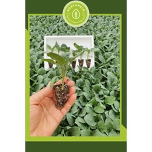 Serada Decor Plant Adana Topak Patlıcan Fidesi (6'lı Ambalaj) Özel Köpük Kutuda