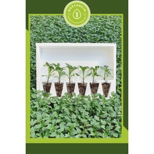 Serada Decor Plant Cherry Domates Fidesi (12 'li Ambalaj) Özel Köpük Kutuda