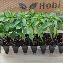 Serada Decor Plant Tatlı Kıl Biber Fidesi F1 6 Adet