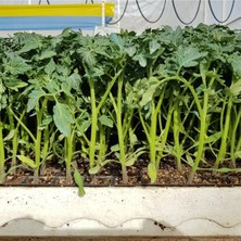 Serada Decor Plant Sırık Domates Fidesi (Kokteyl) F1 1. Kalite 10 Adet