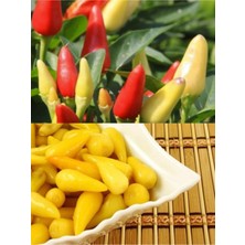 Serada Decor Plant Turşuluk Konik Cin Biber Fidesi 10 Adet