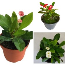Serada Decor Plant  Dikenler Tacı Milli Euphorbia Set 3 Adet Kırmızı-Pembe-Beyaz
