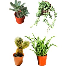 Serada Decor Plant Aeonium Hawortii - Tespih Çiçeği - Prenses Çamı - Tavşan Kulağı