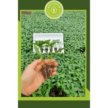 Serada Decor Plant Urfa Biberi Fidesi (12'li Ambalaj) Bol Verimli