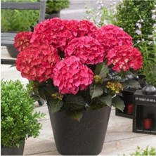 Serada Decor Plant Canlı Ortanca Çiçeği Fidanı-Aşılı Tüplü Koyu Pembe Renk