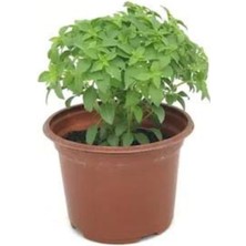 Serada Decor Plant Mini Saksıda Fesleğen Çiceği