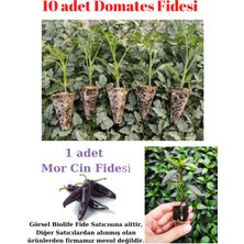 Serada Decor Plant Köy Domatesi Fidesi Yerli Tohum 10 Adet, Mor Cin Biber Fidesi 1 Adet