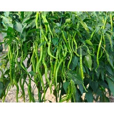 Serada Decor Plant Kıl Biber Fidesi 6 Adet Kıl Biber Çitili Fidesi