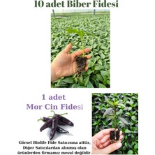 Serada Decor Plant Tatlı Sivri Biber Fidesi Yerli Tohum 10 Adet, Mor Cin Biber Fidesi 1 Adet