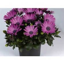 Serada Decor Plant Bodrum Papatyası Çiçeği Fidanı Saksılı Mor