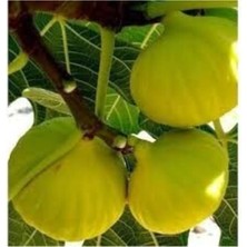 Serada Decor Plant Beyaz Incir Fidanı 1 Yaş Bol Verimli