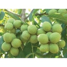Serada Decor Plant 2 Adet Ceviz Fidanı ( Bodur Salkım ) Soğuk Iklim Aşılı 2 Yaşında 120 cm Tüplü 12 Ay Dikim..