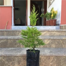 Serada Decor Plant Tüplü Limoni Servi Fidanı 4 Adet Boy 50-60CM