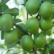 Serada Decor Plant  Papaz Eriği Fidanı (Tüplü)