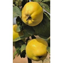 Serada Decor Plant Ayva Fidanı ( Ekmek ) Tüplü Bol Verimli