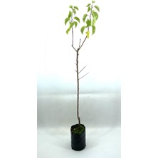 Serada Decor Plant  Kayısı (Şekerpare) Fidanı 2 Yaş (70-80 Cm)