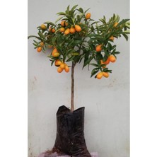 Serada Decor Plant Meyveli Kamkat Fidanı 3,5 Yaş Bol Meyveli