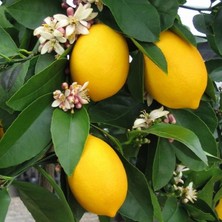 Serada Decor Plant  Tüplü Yediveren Limon Fidanı 2 Yaş Aşılı  (90-150 Cm)