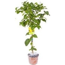 Serada Decor Plant 2 Yaş Aşılı 7 Veren(Yediveren) Mayer Limon Fidanı (Saksılı) Bol Verimli