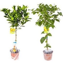 Serada Decor Plant 2 Yaş Aşılı 7 Veren(Yediveren) Mayer Limon Fidanı (Saksılı) Bol Verimli